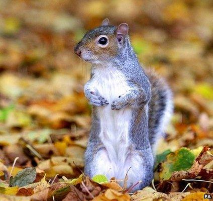 A grey squirrel