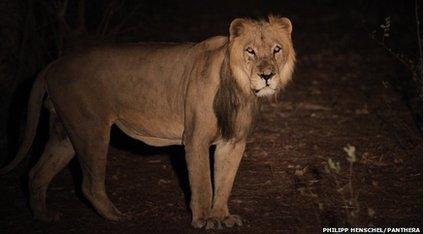 Lion in Senegal