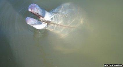 River dolphin