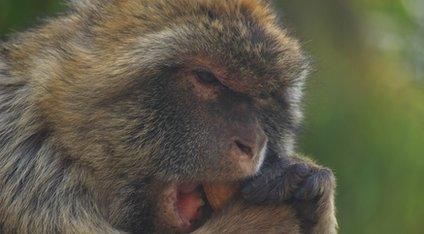 Monkey