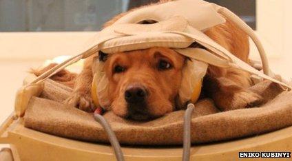 Dog in scanner