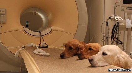 Dogs on scanner