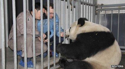 Zoo keepers and panda