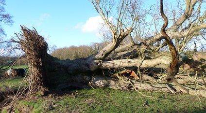 Fallen tree