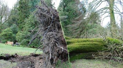 Fallen tree