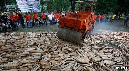 Ivory destruction