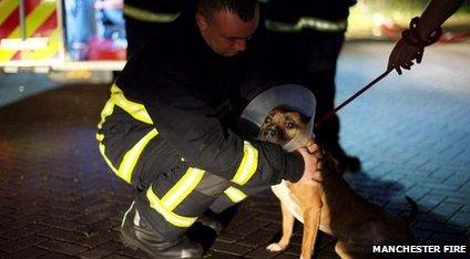 Firefighters rescuing dogs