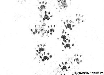 Inky hedgehog footprints