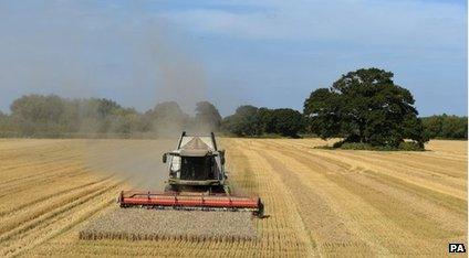 Wheat being harvested in Worcester