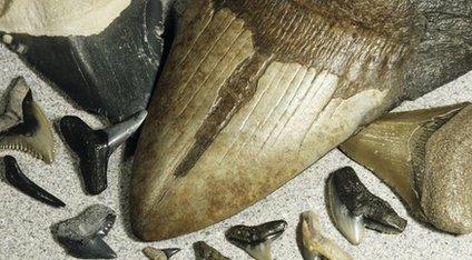 Megalodon teeth