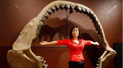 Megalodon jaw