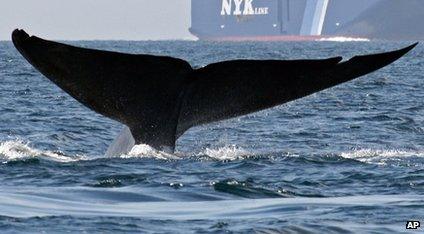 Blue whale in the sea