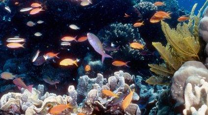 A colourful scene on the Great Barrier Reef off Australia's northeastern coast