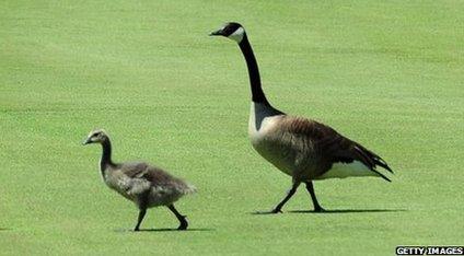 Canada geese