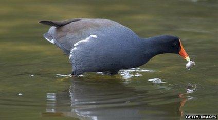 Moor hen