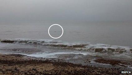 Piglet in the sea