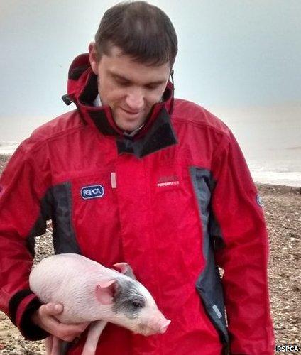 RSPCA inspector Jason Finch with a rescued piglet