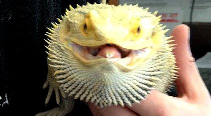 Bearded dragon