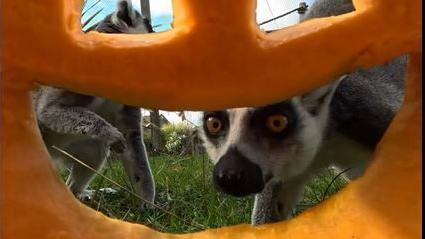 Two meerkats looking into the smile cut out of a large orange Halloween pumpkin. A webcam inside the pumpkin has captured the image.