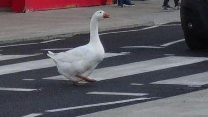 A goose is walking across a zebra crossing