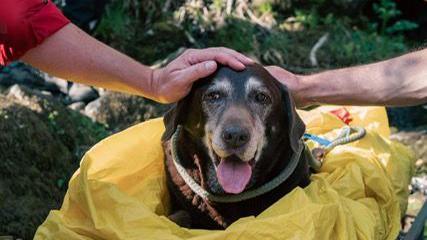 A black labrador dog on a yellow stretcher. The dog is panting and is on a yellow stretcher. There are two people patting its head.