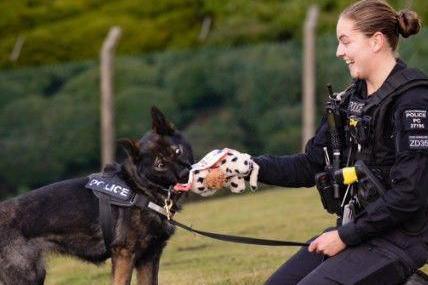 Police dog Bones enjoying playing with a toy with her handler