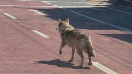 Back view of a wolf walking down a road near an intersection