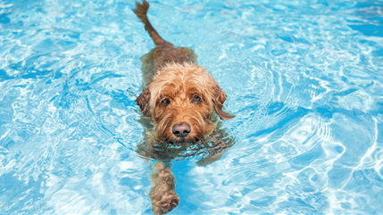dog in a pool faces camera