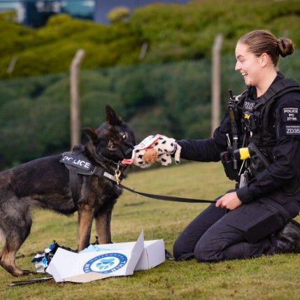 A dog sniffs at a black and white spotted toy, its eyes slightly bulging as it sniffs, while a female police officer holds the dog's lead and laughs