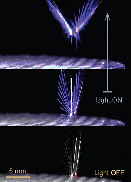 Demonstration of the robot being activated by light