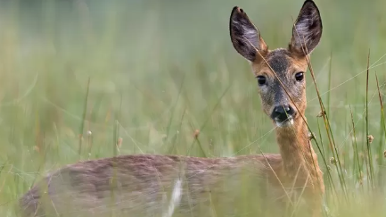 Deer in grass