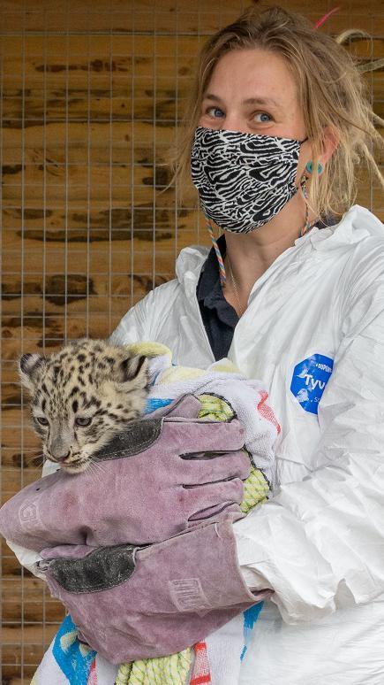 Snow leopard cub health check