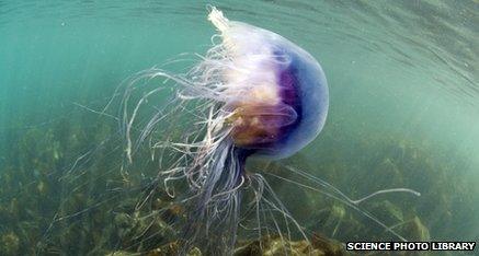 Blue jellyfish