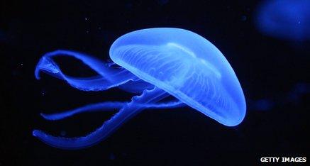 Jellyfish