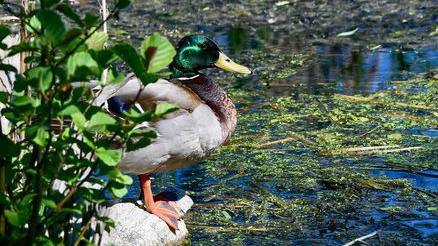 A duck in a pond 