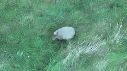 A drone image of Cinnamon on grassland near to her home