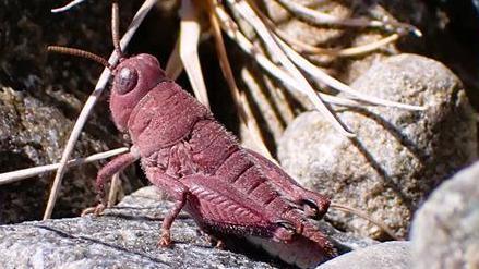 A close up photo of a pink grasshoppper on rocks