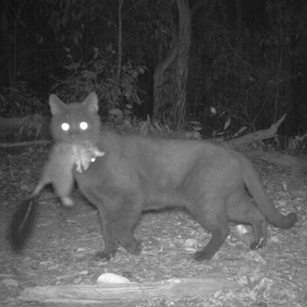 A feral cat holding a small mammal in its mouth
