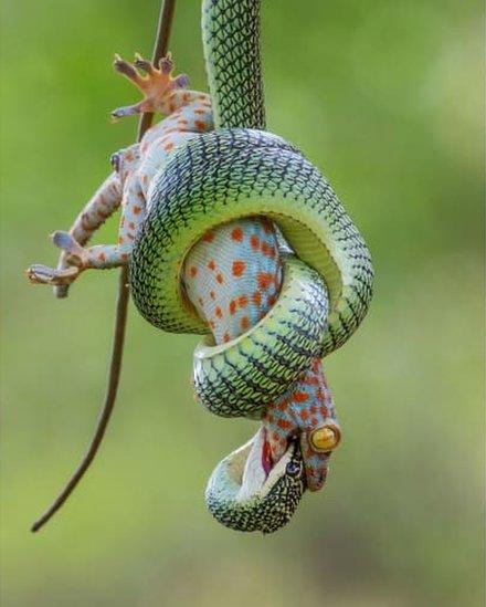 Golden tree snake and a red-spotted tokay gecko.