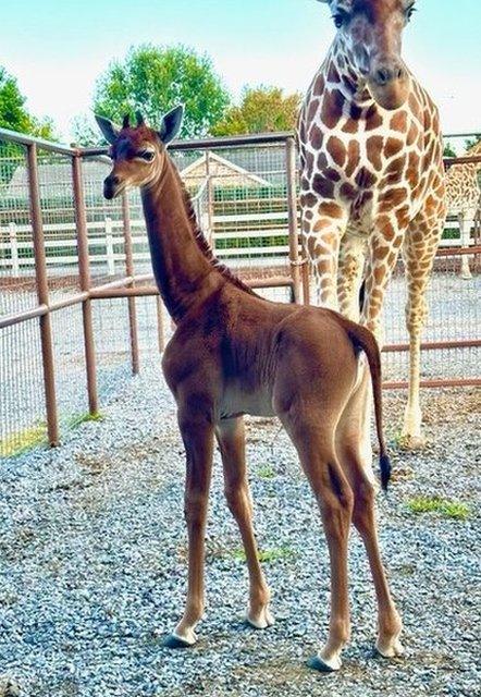 The spotless baby giraffe next to a spotted giraffe