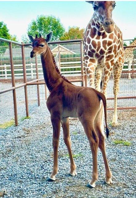 The spotless baby giraffe next to a spotted giraffe