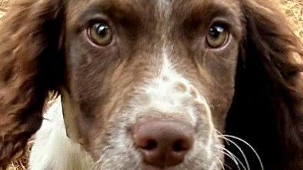 The clos-up face of a brown and white dog whose eyes are wide open and has whiskers.