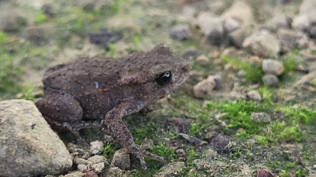 A small, brown toad with bulbous, black eyes on a mossy gravel path.