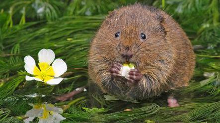 A water vole nibbles on a flower at the edge of the river.