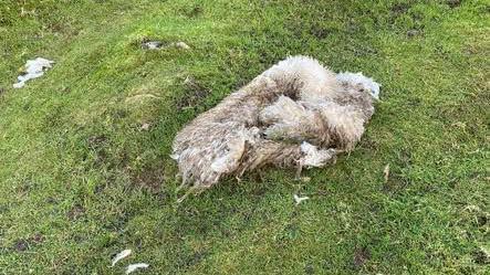 Remains of what police believe is a skinned sheep found in a field in Derbyshire