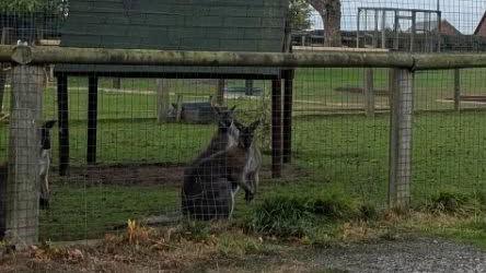 Two wallabies inside an enclosure
