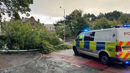 A tree blocking the road