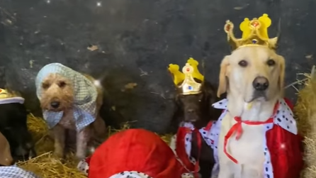 Three dogs sitting on straw in a stable as part of the nativity. Two dogs are wearing crowns and red cloaks another is wearing a blue tea towel on its head. 