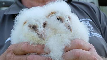 Barn owl chicks being held and displayed to the camera