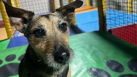 A dog is sitting on a green mat in a soft play centre. It is looking at the camera.